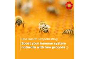 Boost your immune system naturally with bee propolis