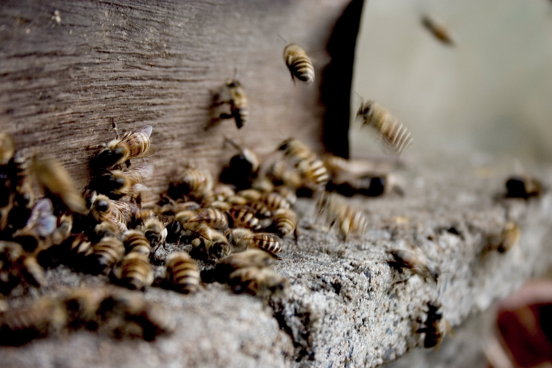 Bee propolis vs honey 