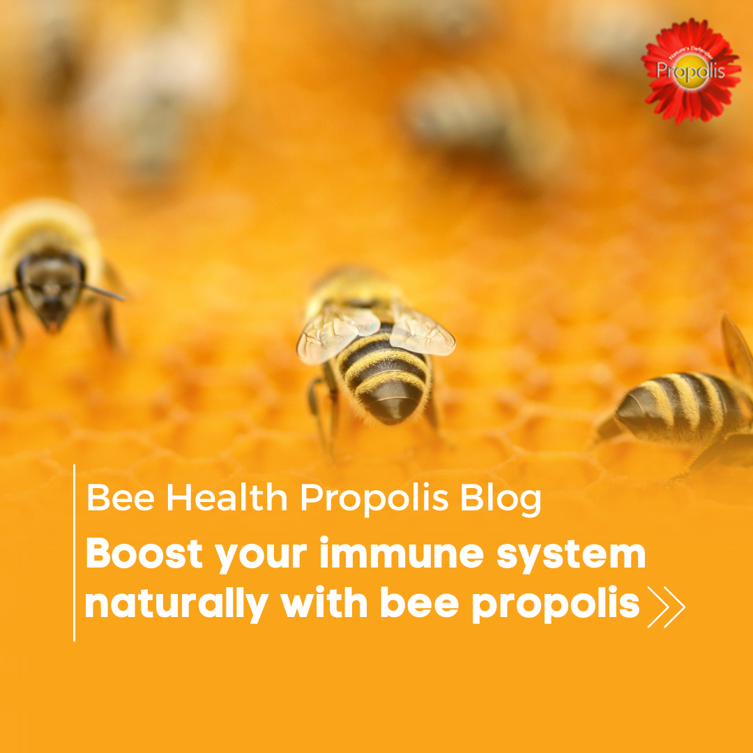 Boost your immune system naturally with bee propolis